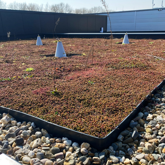 Jaga Groen Dak BS9 2